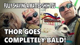 Thor Goes Completely Bald! | Fully Shaving a Matted Shih Tzu