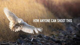 How Anyone Can Make Compelling Wildlife Images