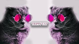 Special After Minimal Techno Mix 2020 [ Trippy Cat ]