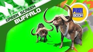 Green Screen Buffalo Runs Animals Horns - Footage PixelBoom