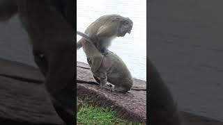 monkey sex