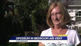 170708166 Couple Finds Opossum In Their Air Vent