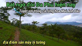 Đồi Đa Phú điểm săn mây đẹp nhất Đà Lạt tuyệt vời trồng cả rừng Hoa Mai Anh Đào