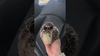 Looking Sharp#hedgehog #hedgehogs #hedgehogsofinstagram #hedgehoglove #babyhedgehog #hedgehogd