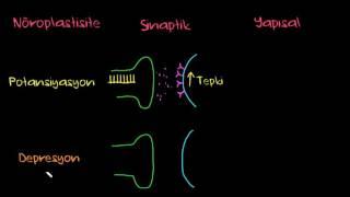 Nöroplastisite (Sinir Sistemi Fizyolojisi)
