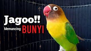 Suara Burung Lovebird Ngekek Panjang JAGO Bikin Labet Lain BUNYI, DENGAR FIGHTERNYA Langsung NYAUT