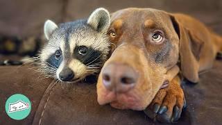 Wild Raccoon Falls In Love With A Huge Pup. Owners Can't Believe It | Cuddle Buddies
