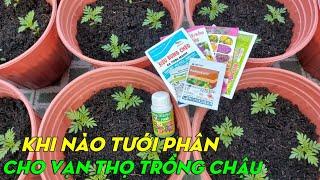 Cách trồng vạn thọ ra chậu | Cách tưới phân cho vạn thọ | Phan Đức #220