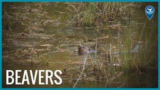 Beavers of Mallows Bay-Potomac River National Marine Sanctuary