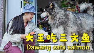 Penjie brought delicious salmon for Dawang!【阿盆姐家的大王】