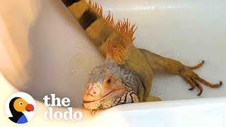 Needy Iguana Demands Dad's Attention 24/7 | The Dodo