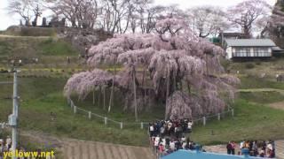 1000 Year Old Cherry Blossom Tree in Japan - Miharu Takizakura 三春瀧桜
