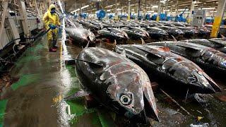 This is Why Bluefin Tuna is So Expensive - Modern Fish Processing