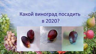 @Какой виноград посадить в 2020, Памяти учителя, Талдун или Эверест
