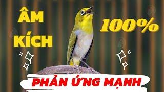 Vành khuyên líu đấu | Khuyên líu kích bổi | SIÊU HAY Kích lửa vành khuyên líu đấu | khuyên líu