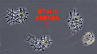 What is Amoeba?