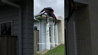 Product Link in Bio #2  Buy Scary Giant Spider from Amazon #amazon #amazoncanada #giantspider