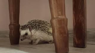 My sweet hedgehog Elvis