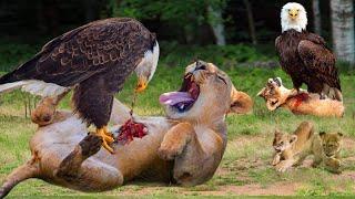 Eagle attacks, Eagle vs Lion, Eagle vs Wild Animal | Discovery Wild Animal World 2023