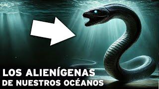 Los Extraterrestres de las Profundidades: Un Viaje por Nuestros Océanos | Documental Animales