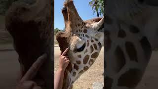 TikTok LIVE Replay: World Giraffe Day