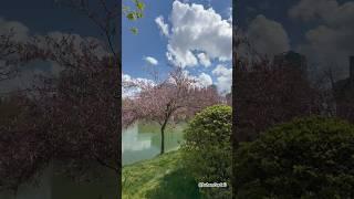 Spring vibes. Весенние дни. Toshkentda bahor #spring #tree #nature #reels #short #park #tiktok #tree