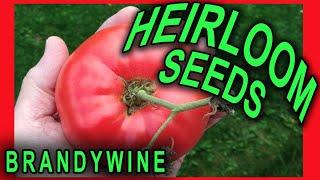 HOW TO SAVE BRANDYWINE HEIRLOOM TOMATO SEEDS