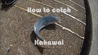 NZ Basic Fishing | Tutorial | How to catch Kahawai