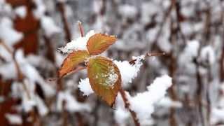 Первый снег (видео - Даниил Треликовский)