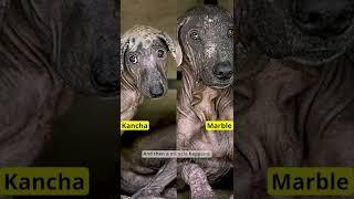 Power of a mother-daughter's bond | Dog transformation #shorts