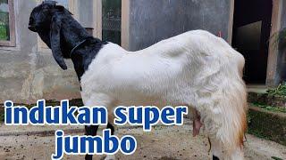 REVIEW HARGA KAMBING PE INDUKAN SUPER JUMBO DI YUDHISTIRA GOAT FARM