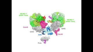 Structural Mechanisms for Replicating DNA in Eukaryotes: Supplemental Video 2