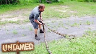 Catching Giant Pythons Hidden In Family Shed!  Untamed