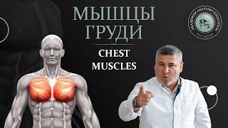 Мышцы груди / Chest muscles