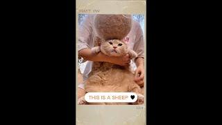 CUTE CAT | This is a sheep. #viral #shorts #cute #cat #video