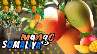 The tastiest mango in Somalia#soma #somaliya #subscribe