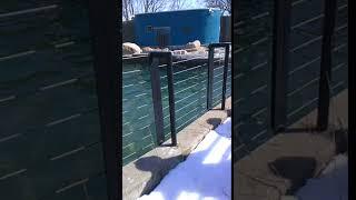 zoo animals video 1 sealions 1