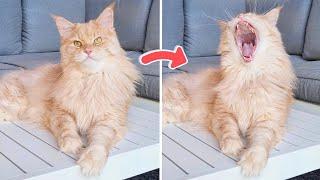 Maine Coon Cat Goes Wild When He Gets a Special Toy!