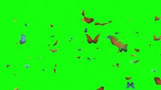 Butterflies Green Screen | Green Screen Butterfly Video Effects | Butterflies Green Screen  Free