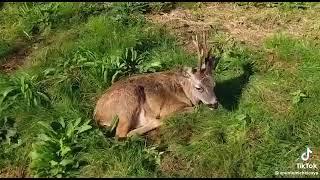 Un brocard surpris en pleine sieste !