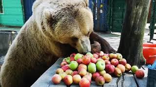 Bear eating apples