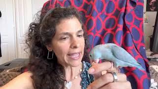 Are #Parrotlet #Parrots Easy To Tame? #parrot_bliss #parrot