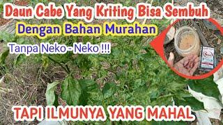 Ilmu mahal sembuhkan daun cabe yang kriting || dengan bahan murahan #virusgemini