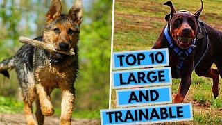 Large Easy to Train Dog Breeds