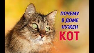 19 причин почему нужен кот в доме