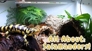 Tiger Salamander Facts | Discover the World of Tiger Salamanders - Amazing Facts & Enclosure Setup