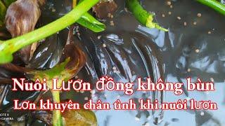 Nuôi Lươn đồng không bùn , lời khuyên chân tình khi nuôi lươn