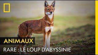 Le loup d'Abyssinie, l'un des plus rares prédateurs au monde