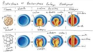 Protostome vs Deuterostome Embryo Development