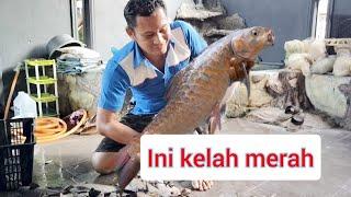 Ramai tak kenal ikan kelah.